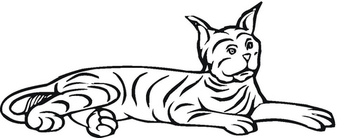 Laying Bobcat  Coloring Page